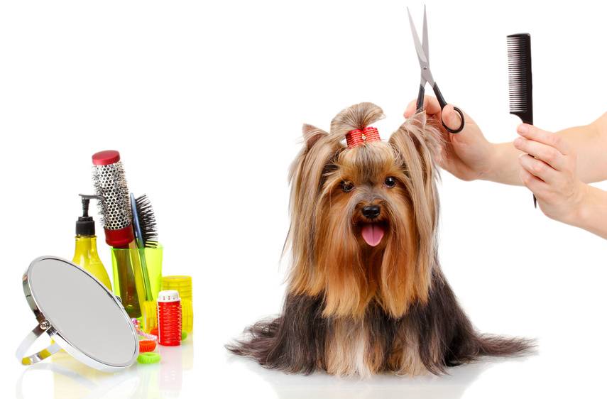 toiletteur pour chien à Plouay près Le Faouet Inguiniel Calan Cléguer toiletteur pour chien à Plouay près Le Faouet Inguiniel Calan Cléguer